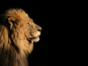 Porträit eines afrikanischen Löwen vor dunklem Hintergrund als Symbol für Mut und die Fähigkeit, die eigene Angst zu überwinden