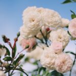 Zarte rosafarbene Rosen als Metapher für traumasensibles Vorgehen bei der Biografiearbeit