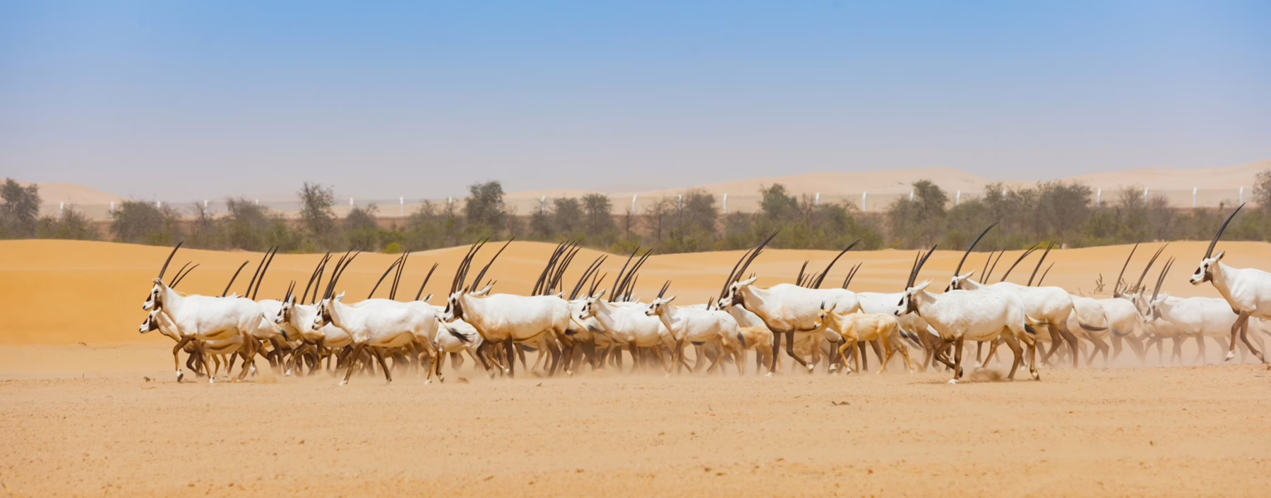 Oryxbock-Herde in Abudhabi als Metapher für den Zusammenhalt der ehemaligen Sündenböcke im Kampf um Entstigmatisierung psychischer Krankheiten