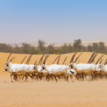 Oryxbock-Herde in Abudhabi als Metapher für den Zusammenhalt der ehemaligen Sündenböcke im Kampf um Entstigmatisierung psychischer Krankheiten