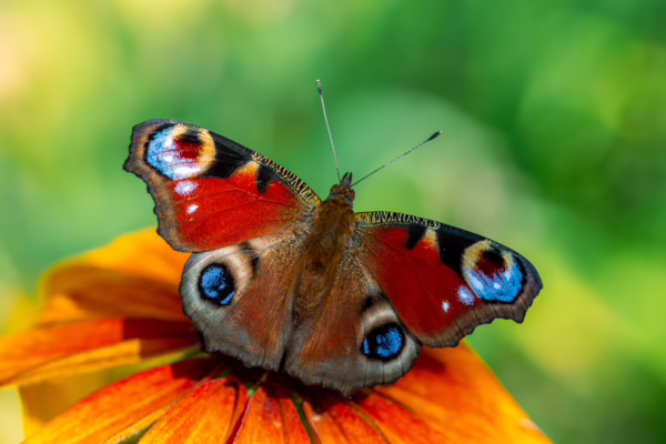 Pfauenauge. Schmetterling als Symbol für Transformation. Das Durchstehen der Angst vor Krebs kann die Bewertung des Lebens grundlegend verändern.