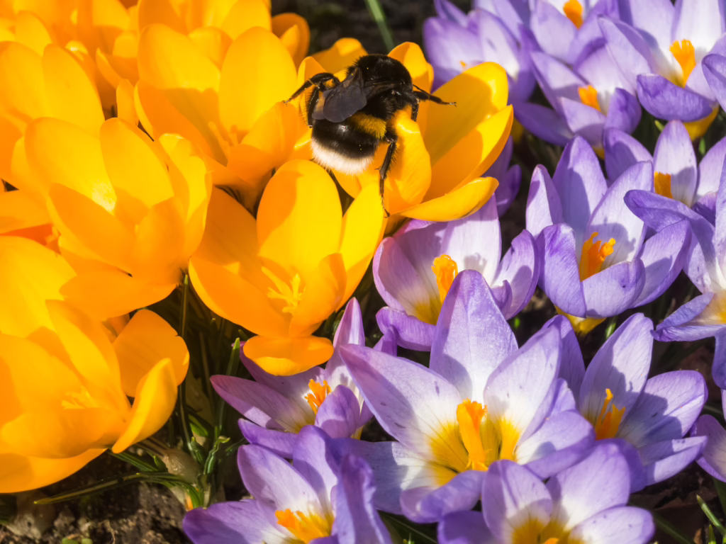 Hummel auf gelben und lilafarbenen Krokusblüten als Metapher für die kleinen Dinge des Lebens, die glücklich machen und so leicht zu erreichen sind.