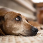 Dachshund mit traurigem Blick schaut nach oben. Schuldgefühl ausdrückend. Manipulatoren zielen gern auf unser Schuldgefühl. Wie, wird dieser Artikel behandeln.