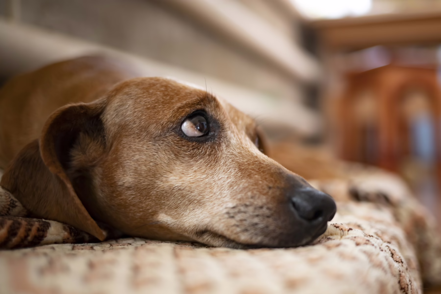 Dachshund mit traurigem Blick schaut nach oben. Schuldgefühl ausdrückend. Manipulatoren zielen gern auf unser Schuldgefühl. Wie, wird dieser Artikel behandeln.