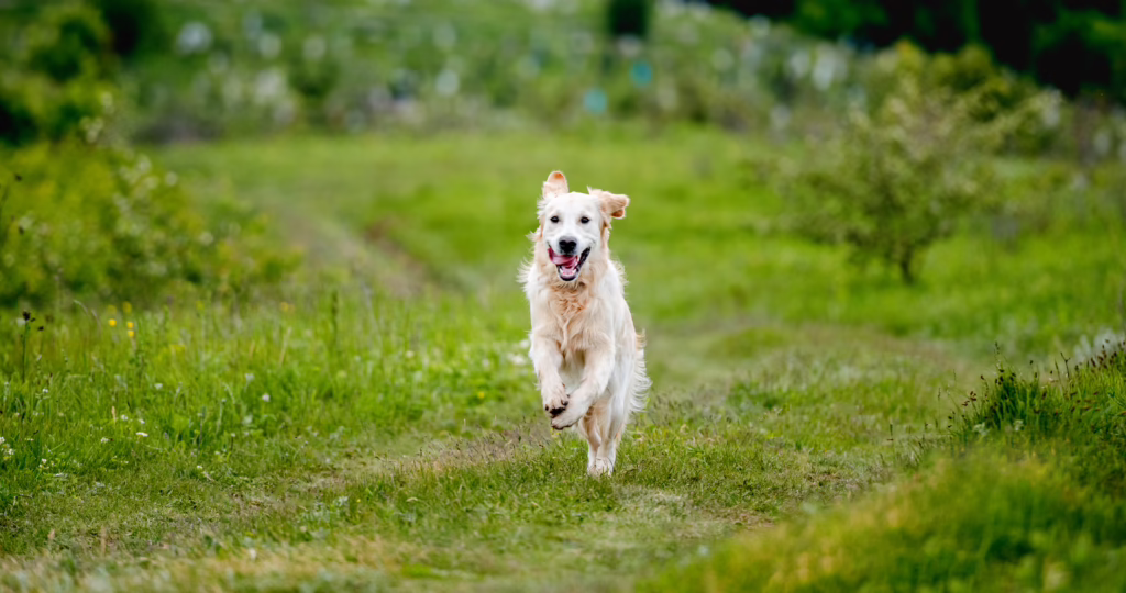 Freier Hund springt über eine Wiese. Wer sich von Schuldgefühlen frei macht, kann glücklicher Leben. Das Erkennen der Manipulation ist ein wichtiger Schritt auf dem Weg.