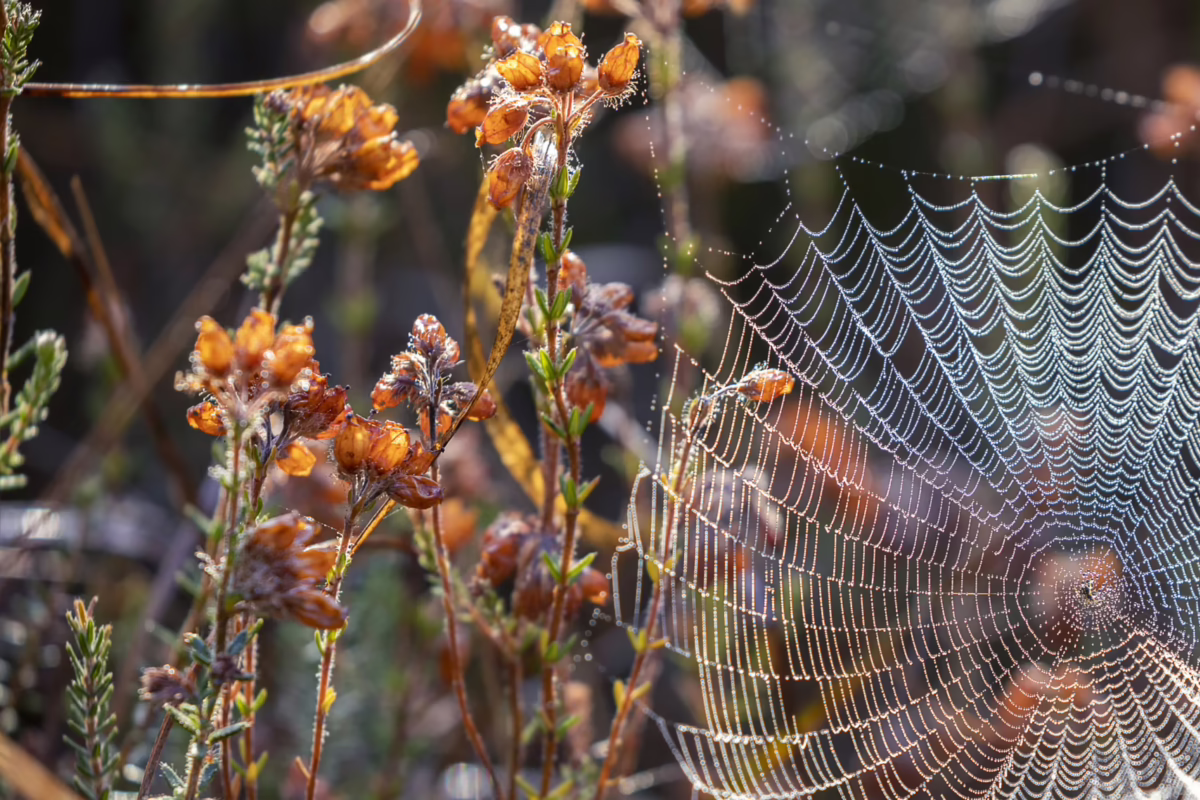 Spinnennetz in der Natur. Manipulation durch Schuld und Schuldgefühle ist selten laut aber wirksam. Es ist eine Technik, die das Opfer verstummen lässt und nach und nach einwickelt. Hinterhältige Gewalt, die nicht sichtbar wird.
