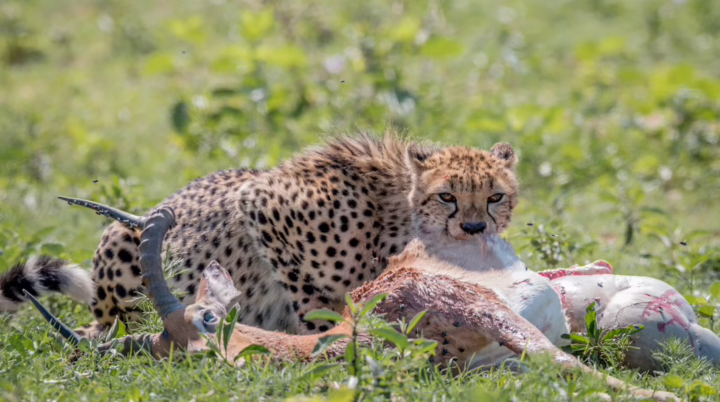 Ein Gepard frisst eine Antilope. Integration ist notwendig, damit Politik nicht zum Darwinismus verkommt.